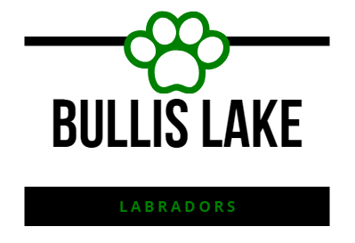 Bullis Lake Labradors